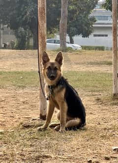 GSD female 3.5 month old