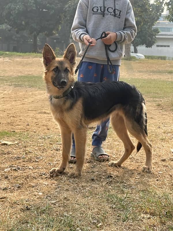 GSD female 3.5 month old 4