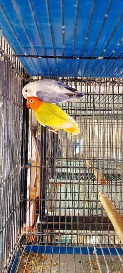 lovebirds Different Prices age 8 to 7 months