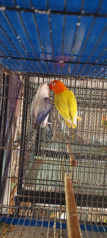 lovebirds Different Prices age 8 to 7 months 1