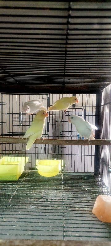 lovebirds Different Prices age 8 to 7 months 2