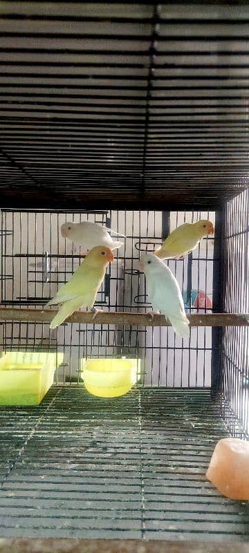 lovebirds Different Prices age 8 to 7 months 3