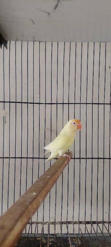 lovebirds Different Prices age 8 to 7 months 4