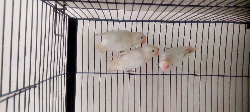 lovebirds Different Prices age 8 to 7 months 5