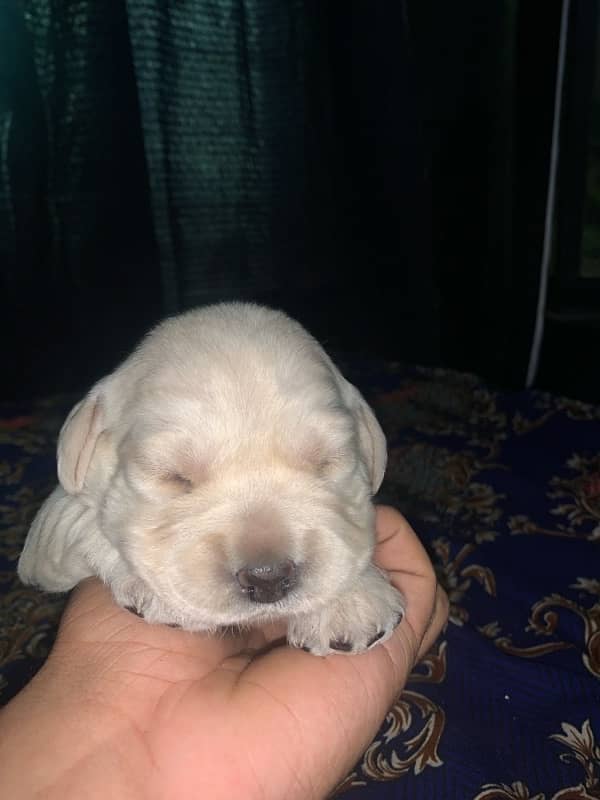 heavy bone Labrador puppies 6