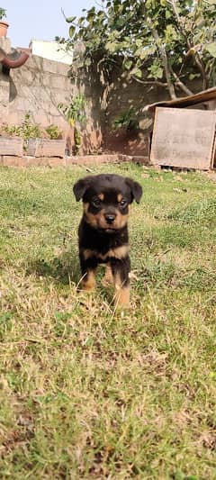 Top quality Rottweiler male