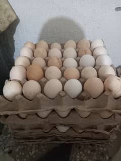 Golden desi eggs 400 rupees dozen 0333-2462535 whatsapp