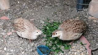 Dakhni madia/irani breeder pair teetat