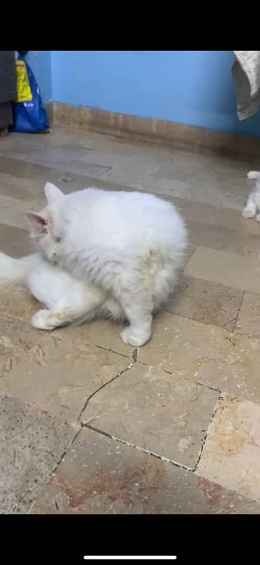 pure persian with blue eyes male nd female  urgent sale 1