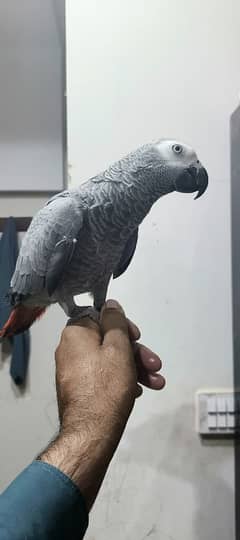 African grey for Sale