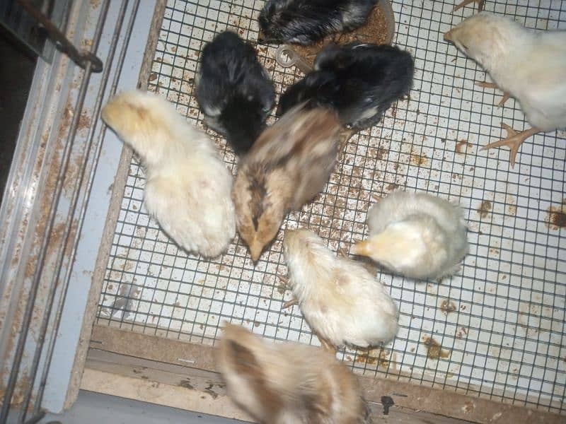 white shamo black shamo all types of high quality aseel available 0