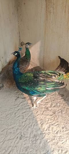 peacock for sale