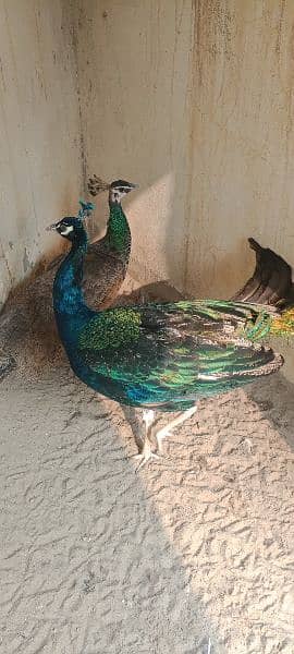 peacock for sale 0