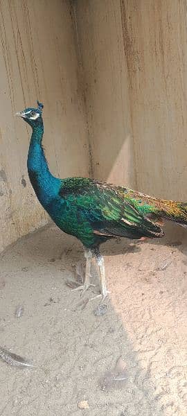 peacock for sale 3