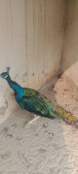 peacock for sale 5