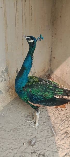 peacock for sale 6