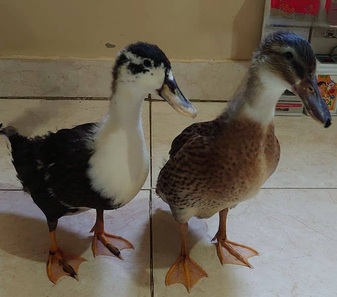 beautiful pair of ducklings 0