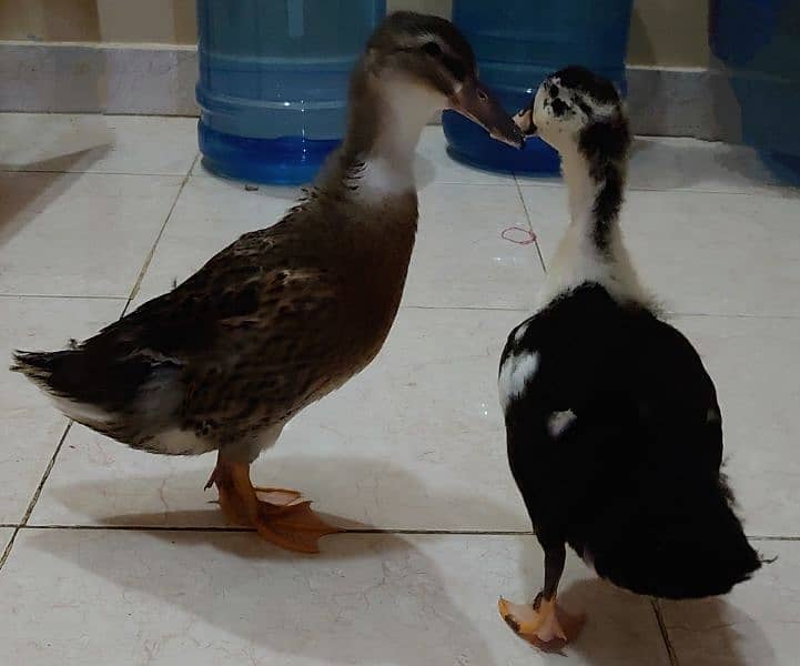 beautiful pair of ducklings 1