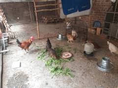 Golden misri hen for sale  6 female 2Male