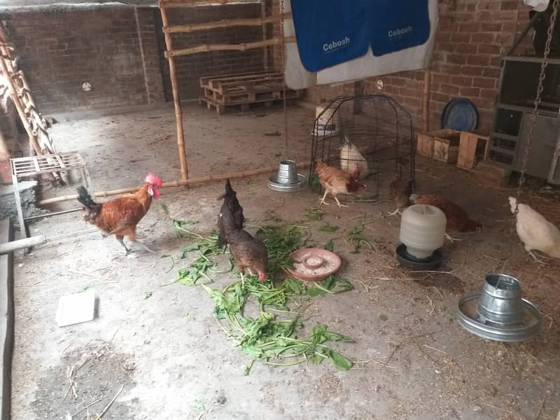 Golden misri hen for sale  6 female 2Male 0