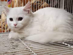 Sale Persian White cat 4 month