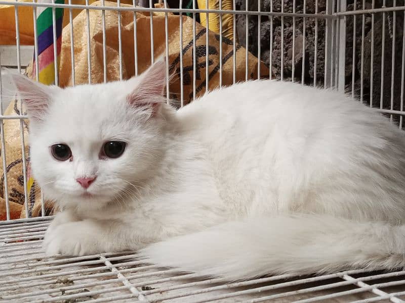 Sale Persian White cat 4 month 1