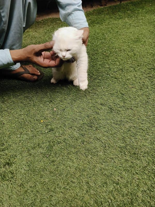 Sale Persian White cat 4 month 3