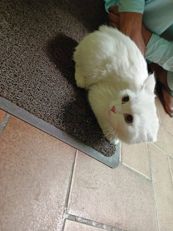 Sale Persian White cat 4 month 4