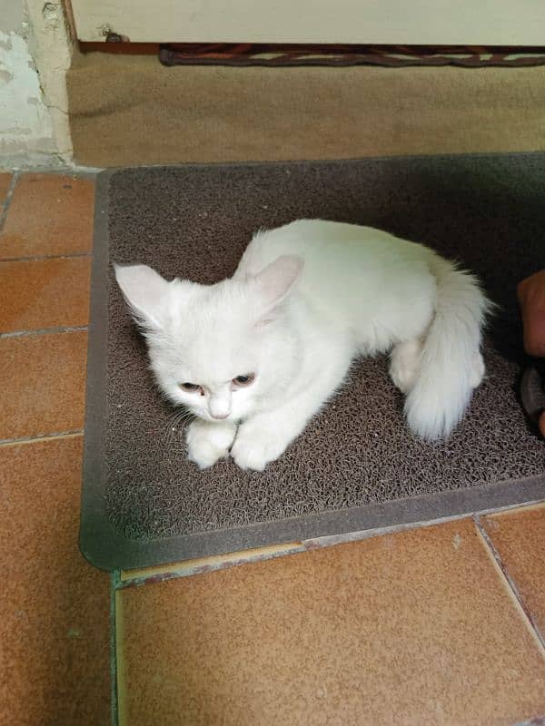 Sale Persian White cat 4 month 5