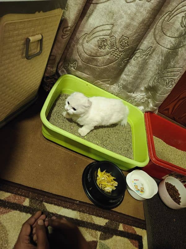 Sale Persian White cat 4 month 6