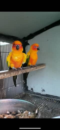 sunconure breeder pair for sale