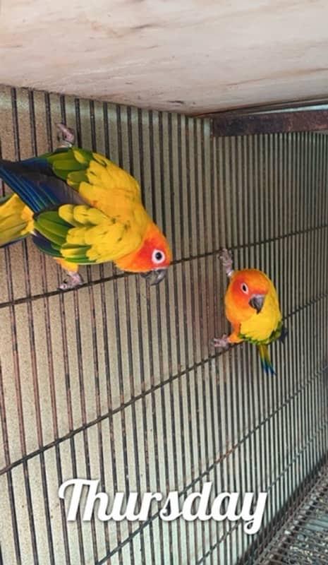 sunconure breeder pair for sale 1