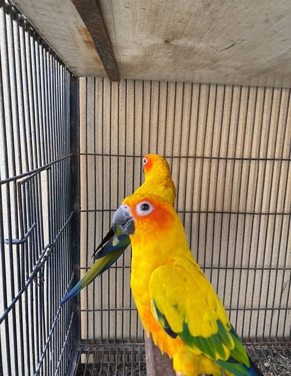 sunconure breeder pair for sale 2