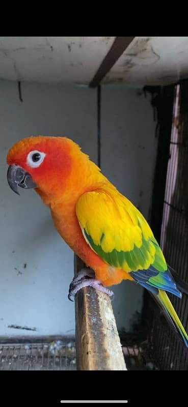 sunconure breeder pair for sale 3