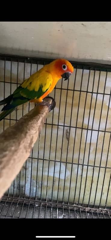 sunconure breeder pair for sale 4