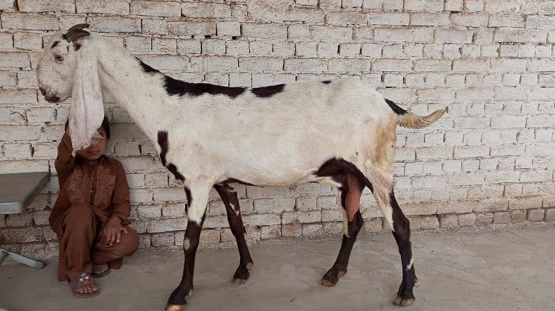 Beetal bakri for sale 1