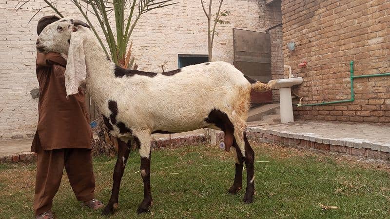 Beetal bakri for sale 2