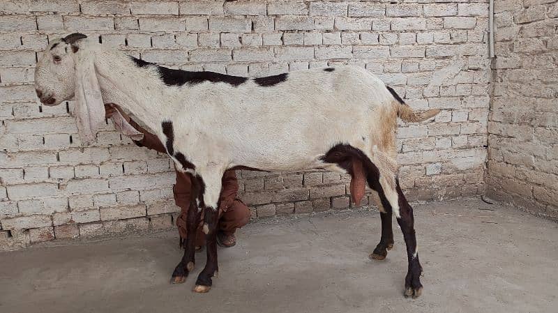 Beetal bakri for sale 3