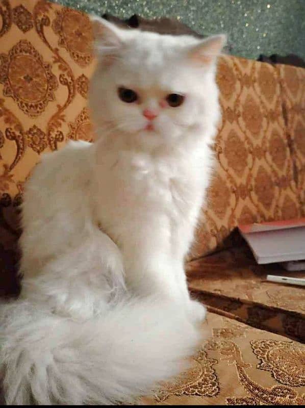 semi peki face Persian female catUrgently 4sale 0