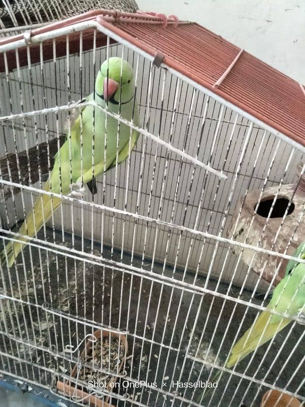 Selling Tota (Parrot) 3