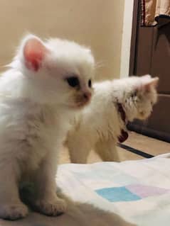 persian kittens