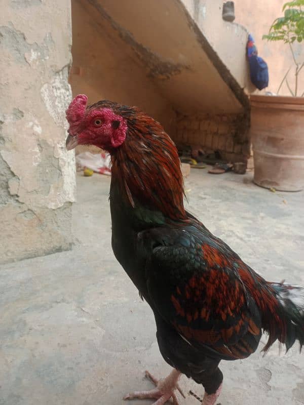 Aseel Sindhi for sale pure bloodline. 0