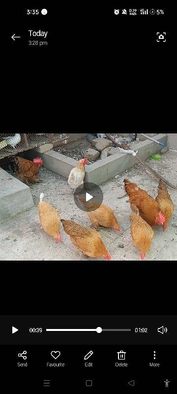 paun pay pr wali chickens 0