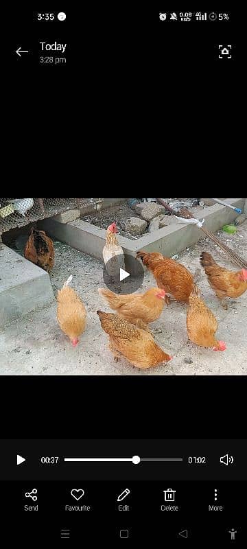 paun pay pr wali chickens 1