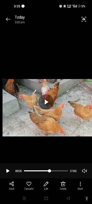 paun pay pr wali chickens 3