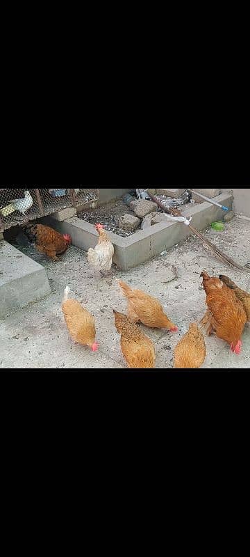 paun pay pr wali chickens 4