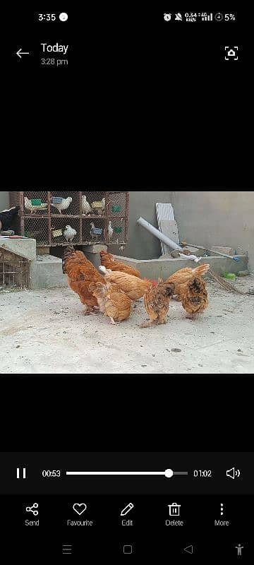 paun pay pr wali chickens 5