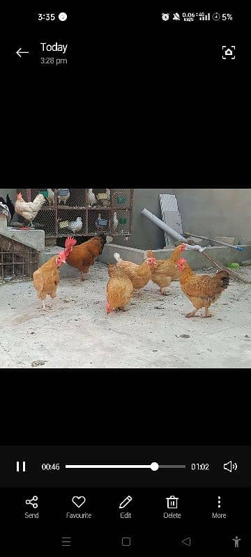 paun pay pr wali chickens 6