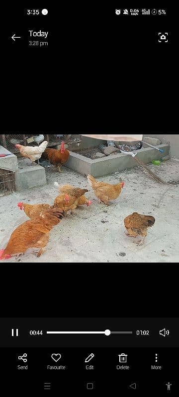 paun pay pr wali chickens 7