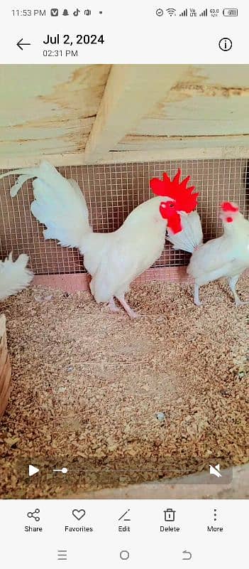 Bentom white black or frizzal bentom eggs laing pair for sale 10